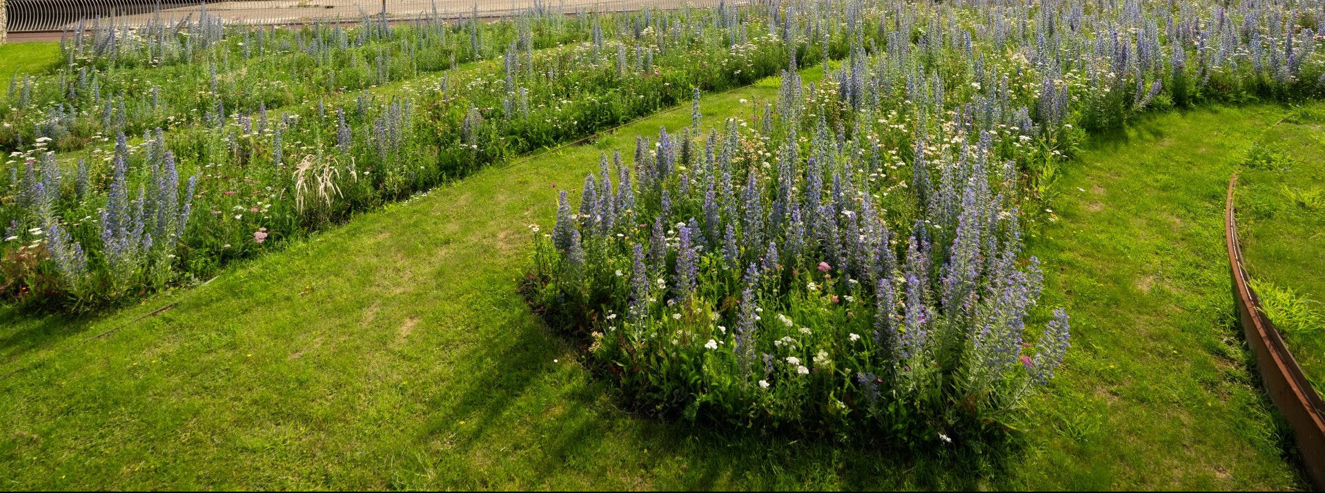 veld met bloemen en planten als resultaat van de gebloeide plantmatten