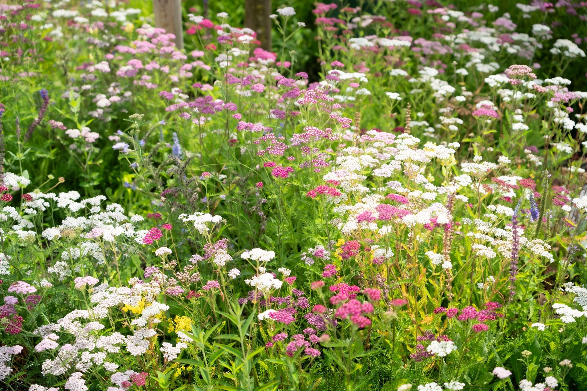 close-up gebloeide planten en bloemen van plantmat resultaat