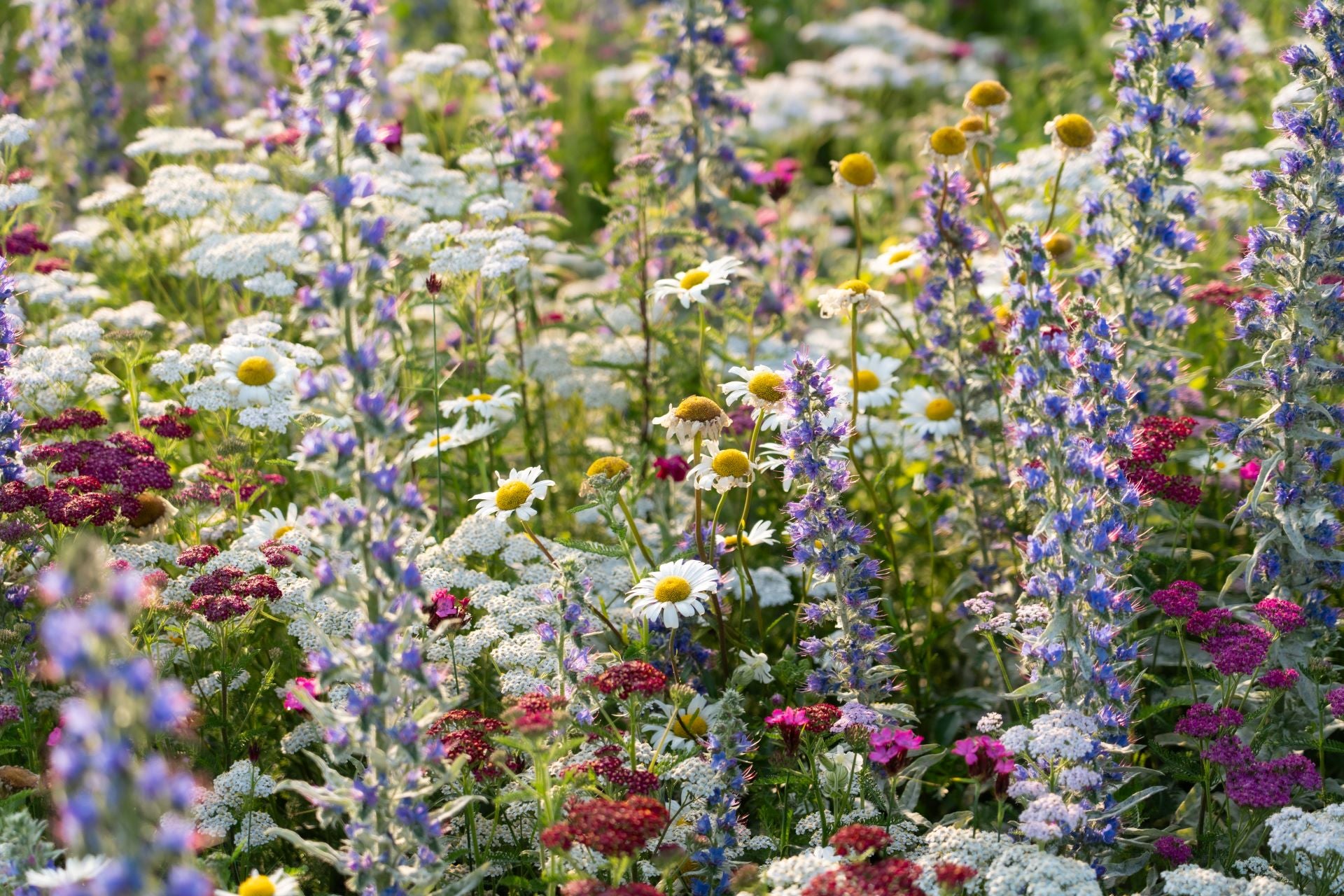 close-up verschillende planten en bloemen van de gebloeide plantmat