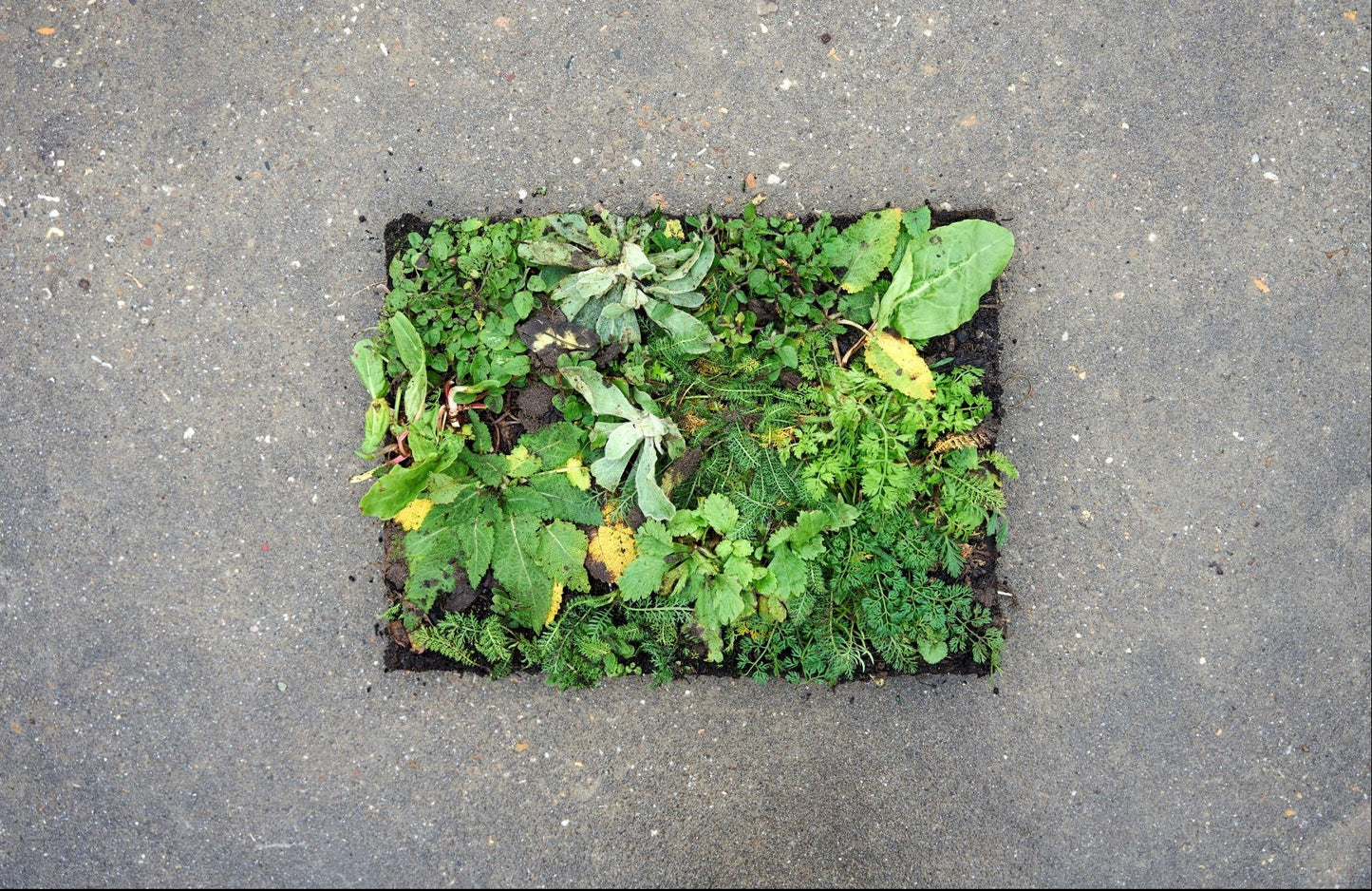 Bovenaanzicht groene tegel sedum plantmat op stenen grond