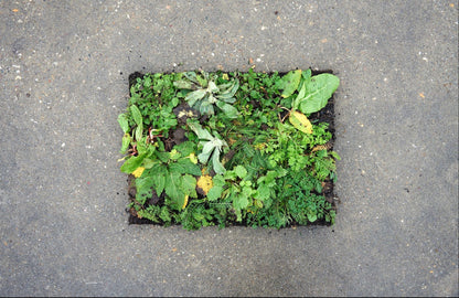 Bovenaanzicht groene tegel sedum plantmat op stenen grond
