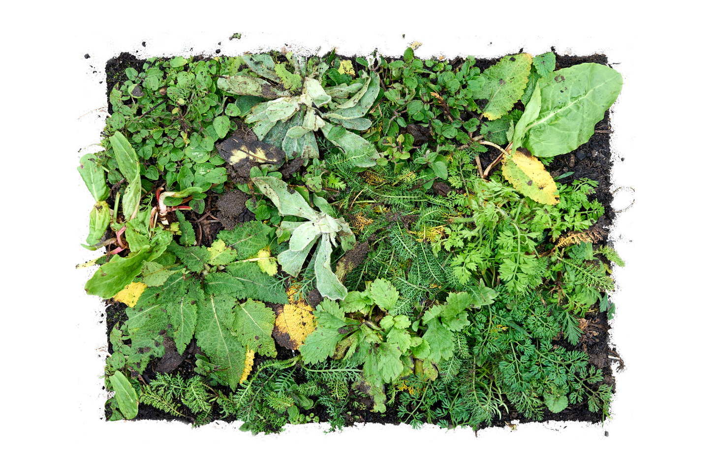 Bovenaanzicht groene tegel sedum plantmat met inheemse planten