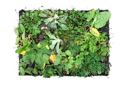 Bovenaanzicht groene tegel sedum plantmat met inheemse planten