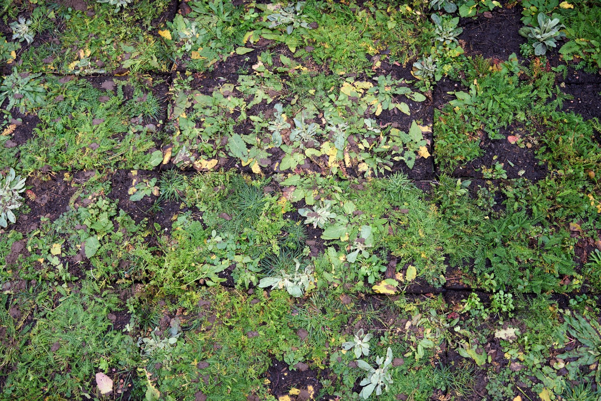 Groene tegel plantmatten die in een tuin gelegd zijn en nu één geheel vormen