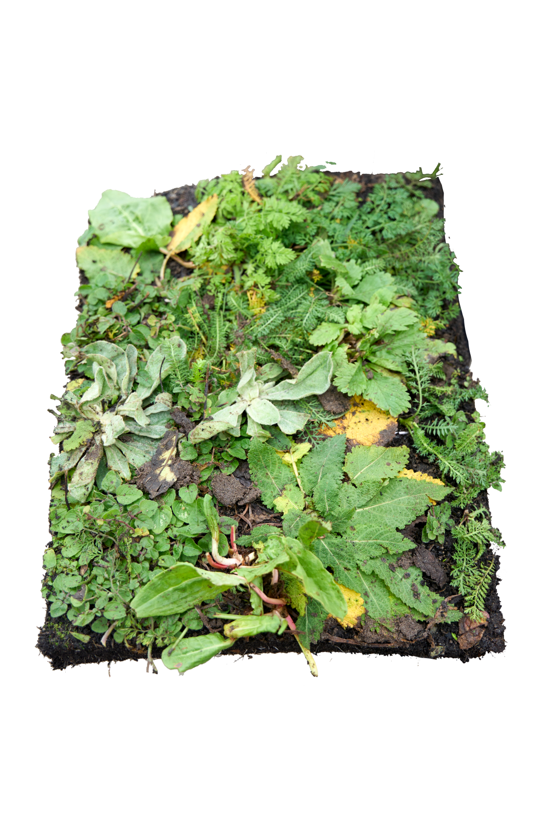 Bovenaanzicht staande groene tegel sedum plantmat met inheemse planten