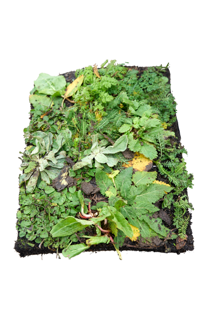 Bovenaanzicht staande groene tegel sedum plantmat met inheemse planten