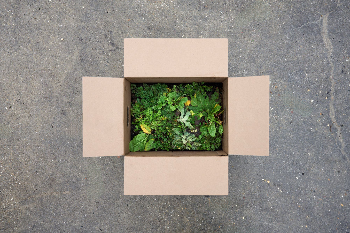 Kant-en-klare plantmat in doos verpakking The New Garden