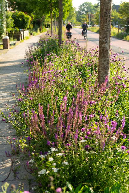 volgroeide vaste plantmatten die op straat staan